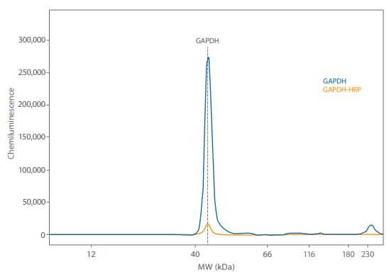 Direct and indirect detection of GAPDH in 0.05 mg/mL Jurkat lysate treated with Calyculin A