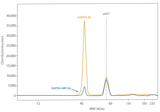 Direct detection of GAPDH using an HRP-conjugated primary antibody resulted in the GAPDH signal being much closer to the pAKT signal