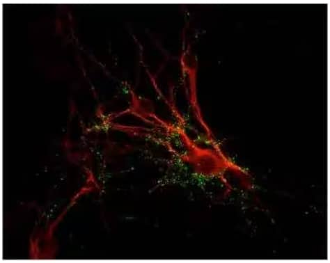 Synapsin I antibody NB300-104