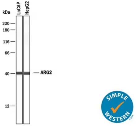 Simple Western analysis showing lysates from LNCaP and HepG2 cell lines probed with Rabbit Anti-Human Arginase 2/ARG2 Monoclonal Antibody showing a specific band at ~40 kDa in both cell lines.