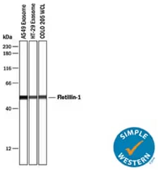 Simple Western showing exosomes isolated from A549 cells and HT-29 cells, and whole cell lysate of COLO 205 cells, probed with Rabbit Anti-Flotillin-1 Polyclonal Antibody highlighting Flotillin-1 as an exosome marker.