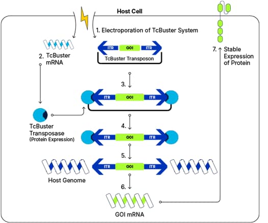 Schematic of the TcBuster non-viral gene delivery mechanism, ensuring stable expression of proteins.