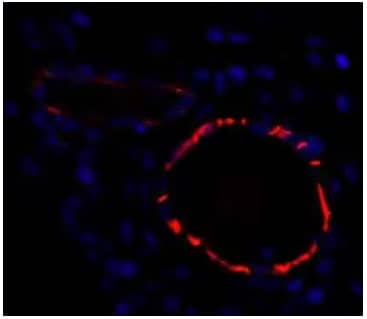 CD31 antibody