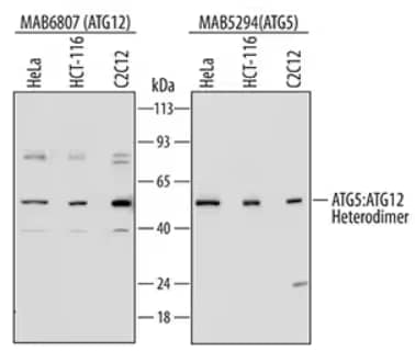 ATG12 and ATG5 expression in HeLa, HCT-116 and C2C12 mouse myoblast cell lines, WB