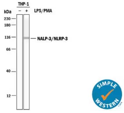 Simple Western analysis showing lysates from THP-1 cell line with and without LPS/PMA treatment and probed with Sheep Anti-Human NLRP3/NALP3 HIF-1 Polyclonal Antibody, followed by HRP-conjugated Secondary Antibody showing a specific band for NLRP3 in the 