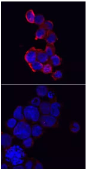 Immunofluorescent image showing NLRP3 expression (red) in immersion fixed THP-1 cells treated with PMA and LPS using Sheep Anti-Human NLRP3/NALP3 Polyclonal Antibody, followed by staining with NL557-cojugated Secondary Antibody and nuclei counterstaining 