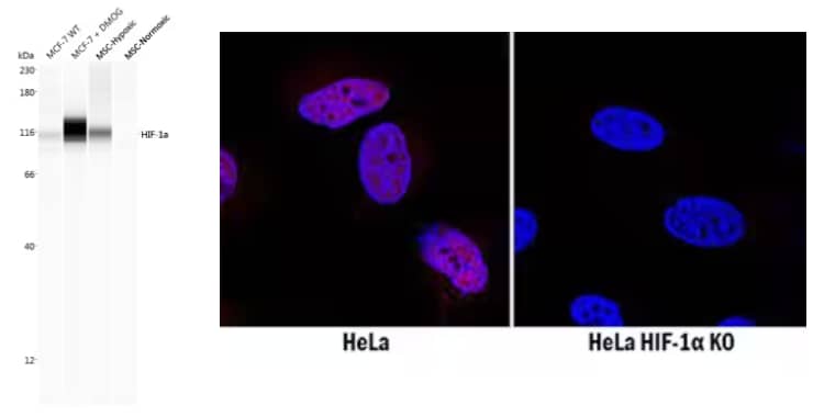 Immunocytochemical analysis showing HIF-1 alpha expression in immersion-fixed wild type HeLa cells treated with DFO and HIF-1 alpha knockout (KO) HeLa cells using Mouse Anti-HIF-1 alpha Monoclonal Antibody, followed by staining with NL557-cojugated Second