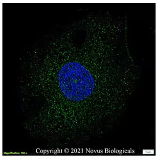 Simple Western analysis showing lysates from RAW 264.7 mouse monocyte/macrophage cell line untreated or treated with LPS and probed with Goat Anti-IL-1 beta/IL-1F2 Polyclonal Antibody, followed by HRP-conjugated IgG Secondary Antibody showing a specific b