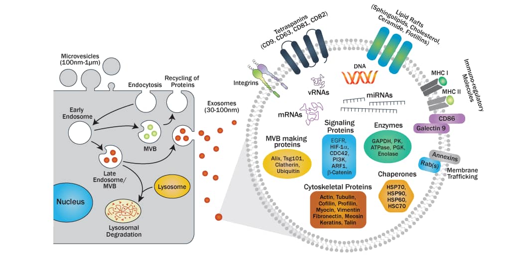 Biogenesis and Molecular Composition of Exosomes