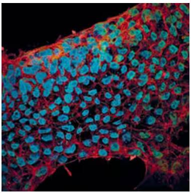 Immunocytochemical staining in human embryonic stem cells with mouse monoclonal SOX2 antibody and goat polyclonal E-Cadherin antibody followed by Northern Lights conjugated secondary antibodies (SOX2 in red, E-Cadherin in green) and the nuclei counterstai