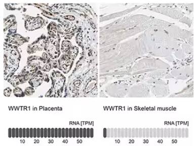 Immunohistochemical staining of paraffin-embedded human placenta and skeletal muscle tissue with rabbit polyclonal TAZ/WWTR1 antibody and corresponding RNA-seq data for each tissue presented below.