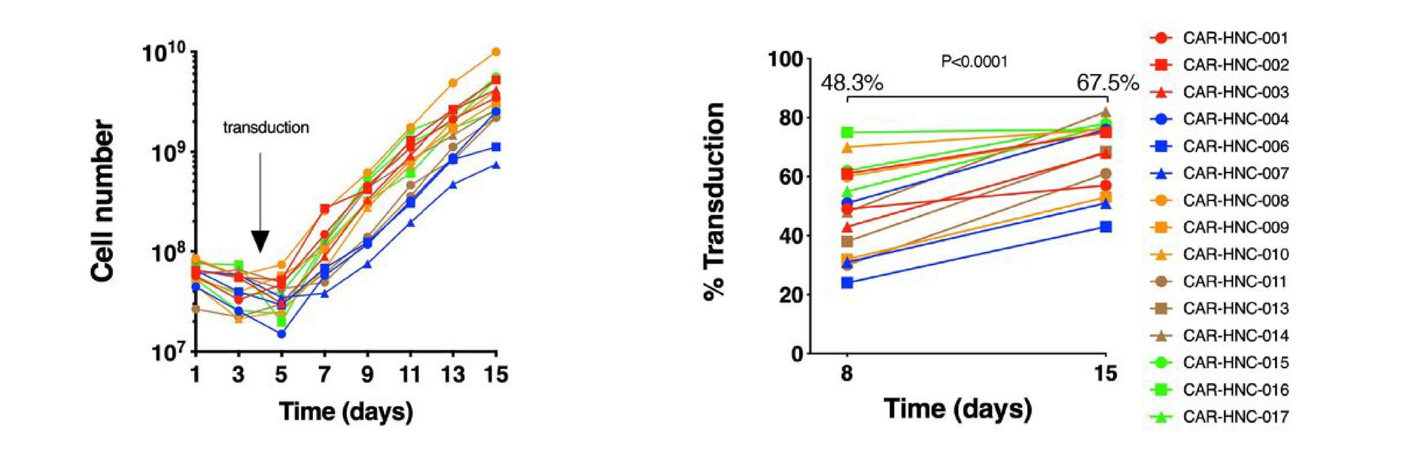 Fold expansion of T4 CAR T Cells and proportion of transduced cells measured by flow cytometry