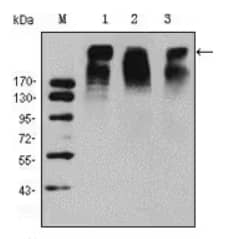 Western blot for Ki-67