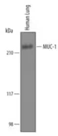 Western blot for MUC-1