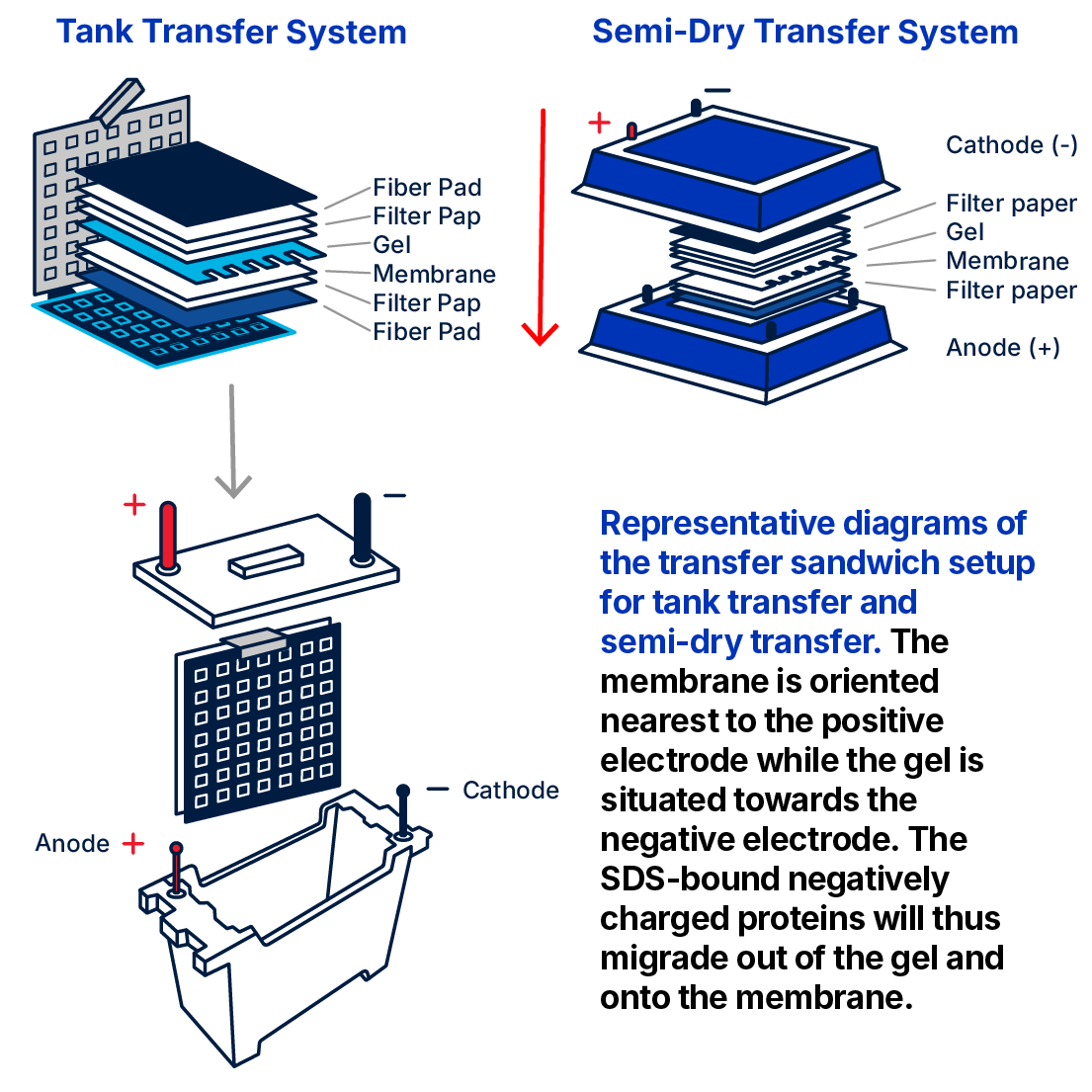 Western blot tank and semi-dry transfer systems Novus Biologicals