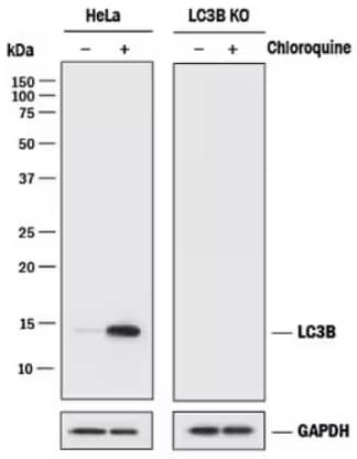 Western blot analysis showing lysates from parental HeLa cell line and LC3B KO HeLa cell line, untreated or Chloroquine treated, probed with Rabbit Anti-LC3B Monoclonal Antibody showing a specific band at ~15 kDa in parental line, that increased expressio