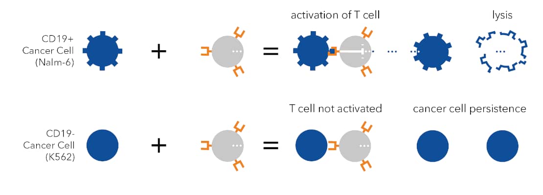 Cell Killing App Note Figure 4