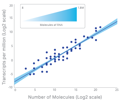 Molecules of RNA