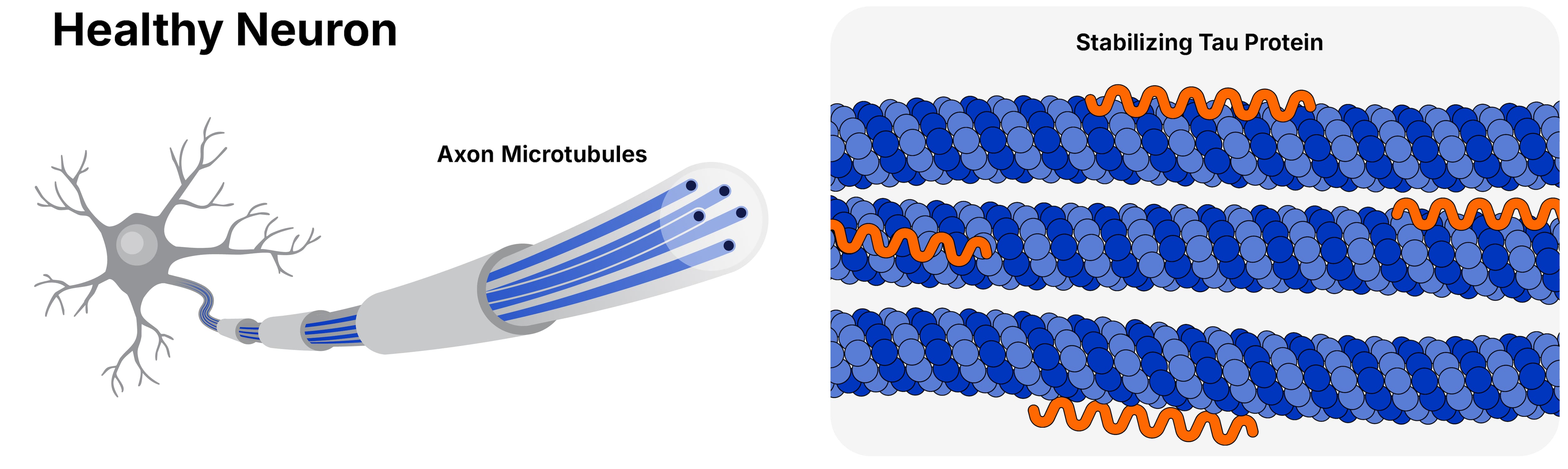 pTau Illustration - healthy neuron