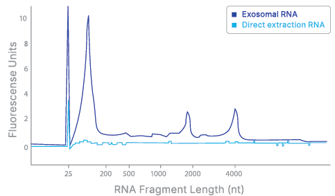 RNA Fragment Length