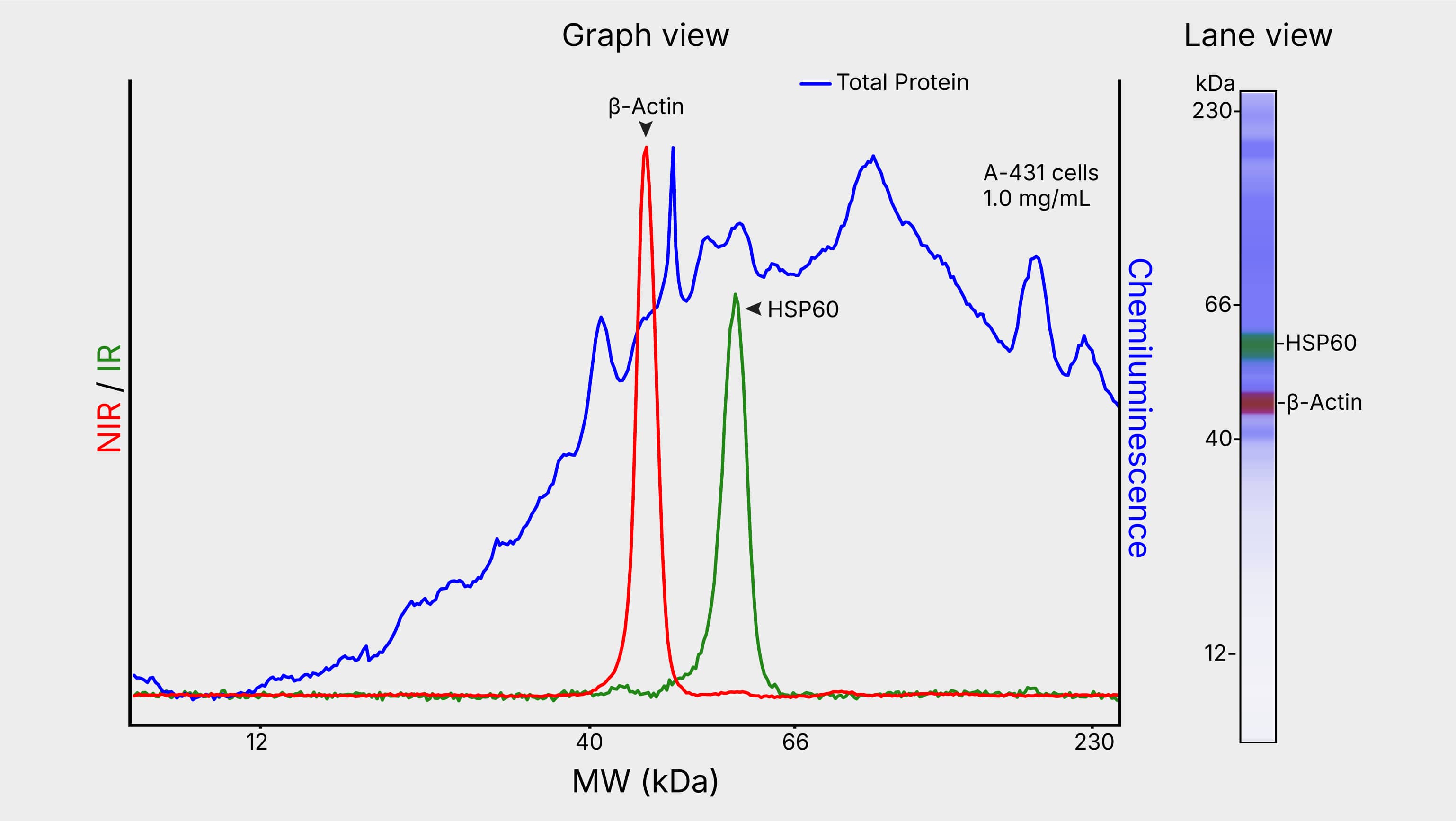 Simple Western Size-Based Assay Data