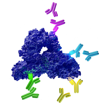 Epitome Tag Antibody