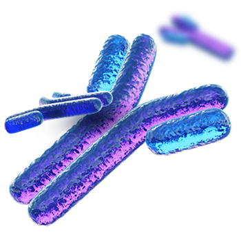 3D Antibody