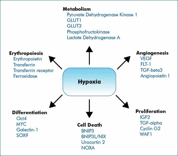 HIF Target Genes Induced under Hypoxia