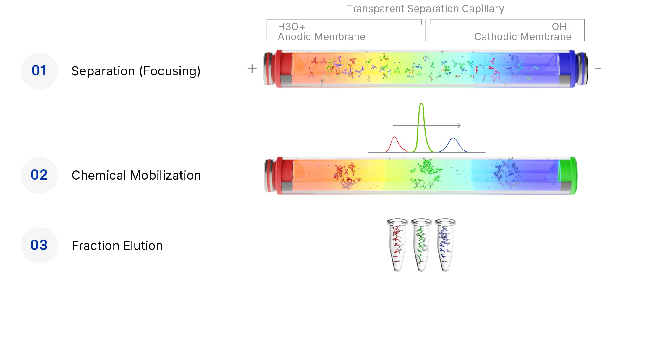 Capillary technology process steps