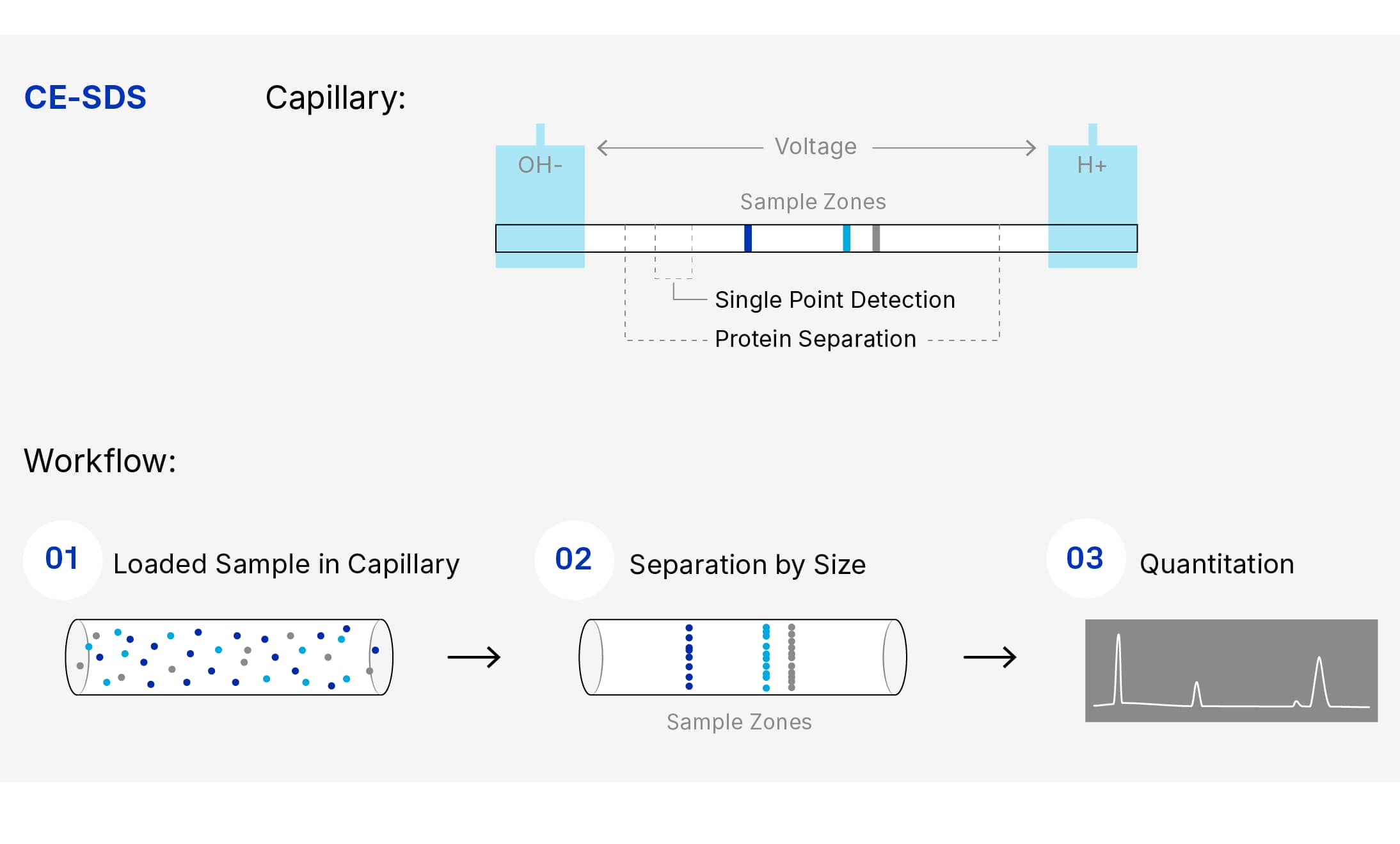 CE-SDS technology diagram