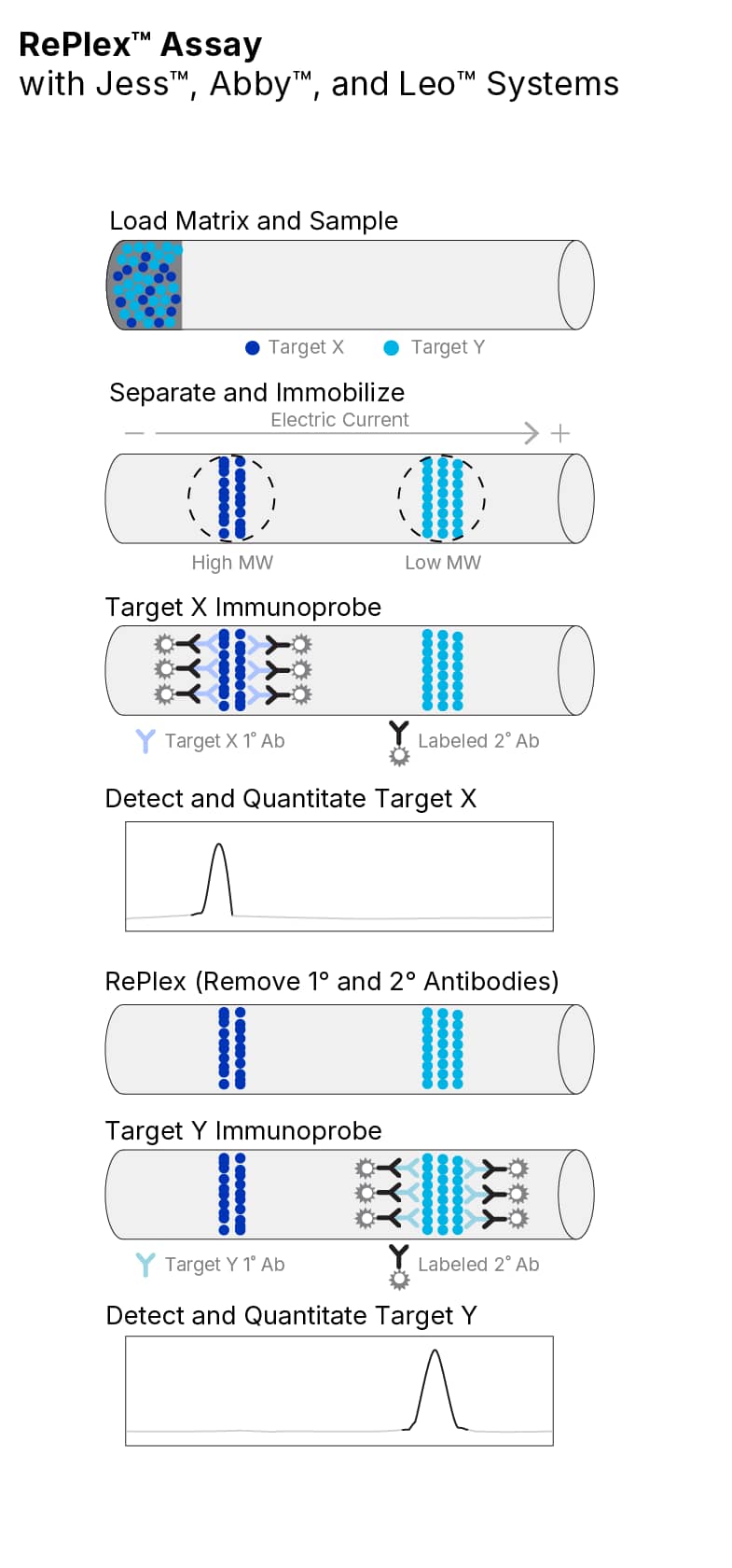 Simple Western RePlex Immunoassay