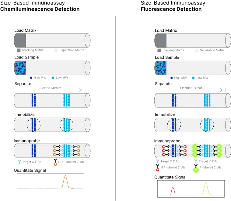 Simple Western Size Immunoassay Infographic