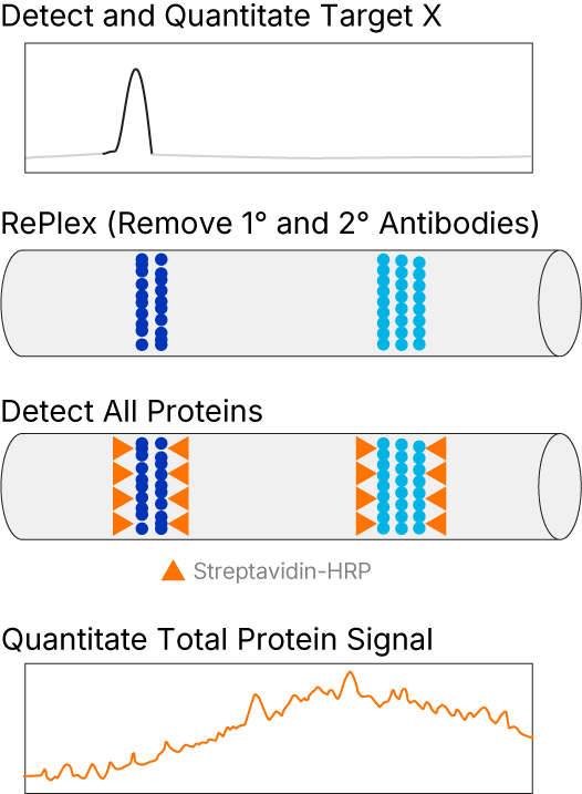 Simple Western TPN using RePlex and Chemi Detection