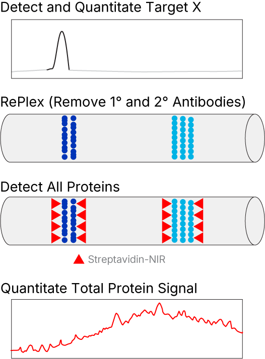 Simple Western TPN using RePlex and NIR Detection