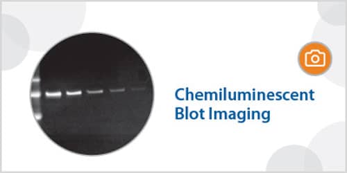 Chemiluminescent blot imaging with Jess