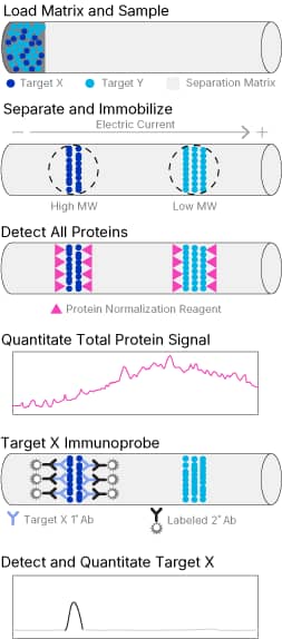 Simple Western TPN using PN Channel Detection