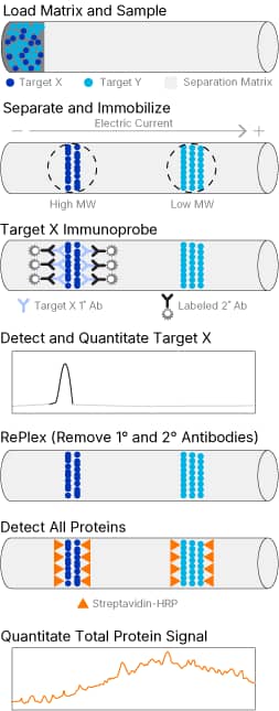 TPN using RePlex and Chemi Detection Infographic