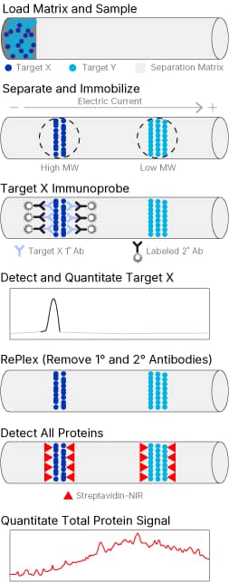 TPN using RePlex and NIR Detection Infographic