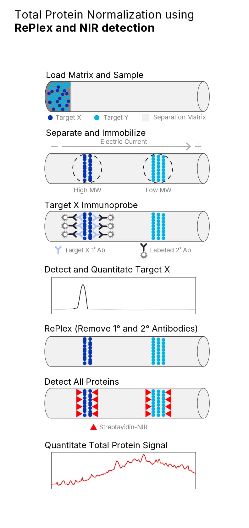 Total Protein Normalization Using RePlex and NIR Detection Infographic