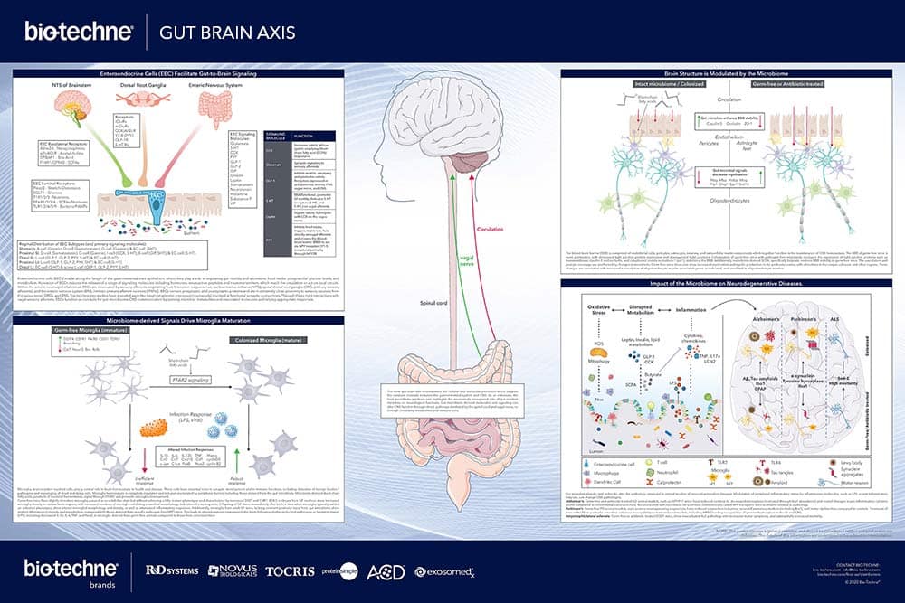 Bio-Techne's Gut Brain Axis Poster