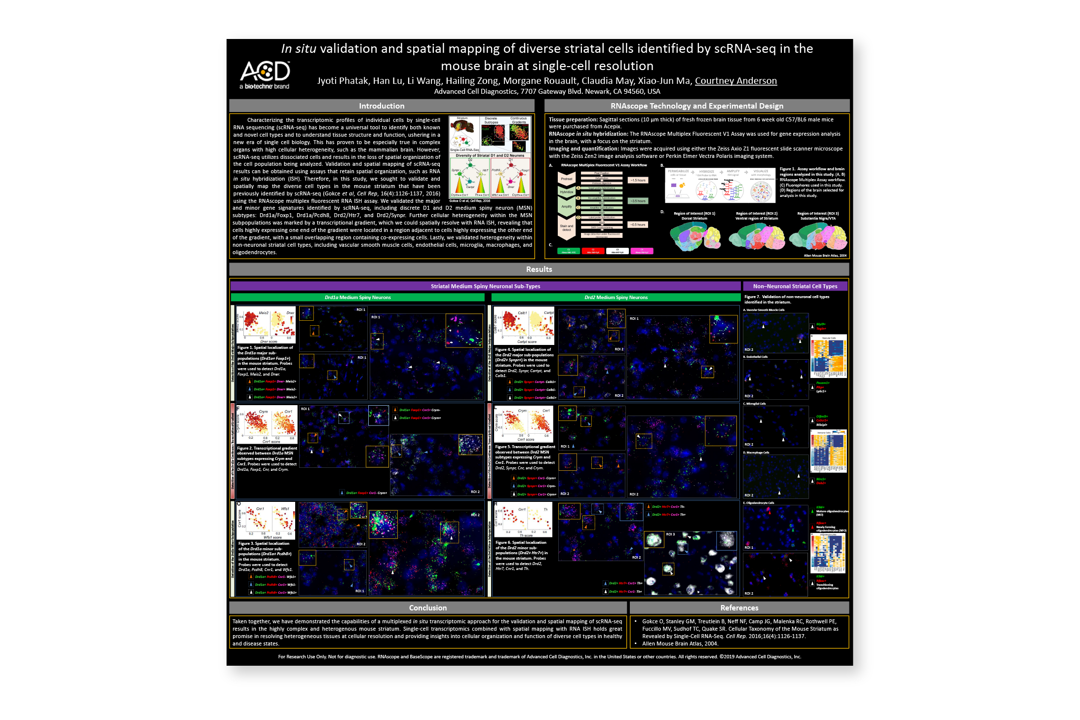 In situ validation and spatial mapping of diverse striatal cells identified by scRNA-seq in the mouse brain at single-cell resolution – Presented at : Keystone Symposia Single Cell Biology (Breckenridge, 2019)