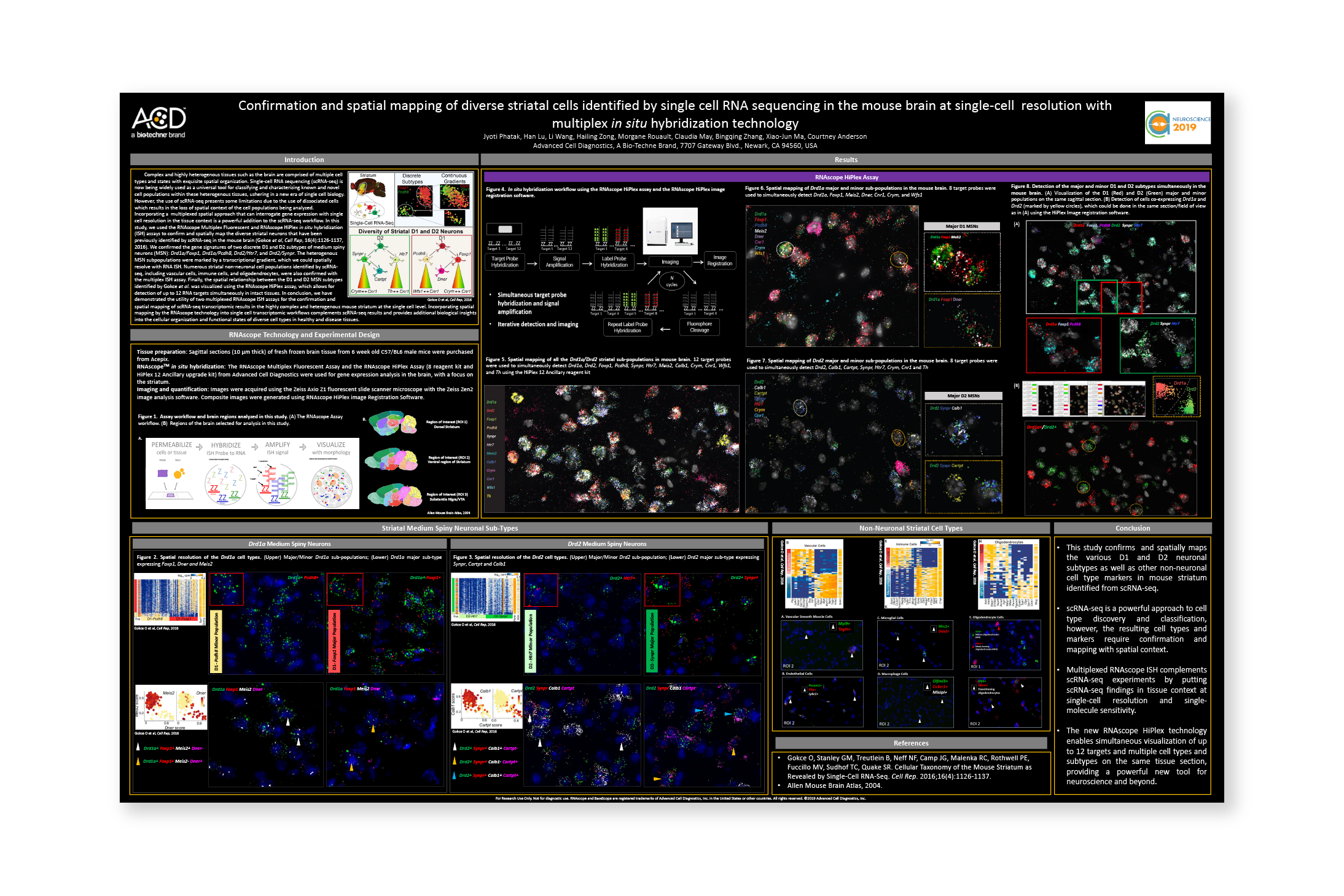 Confirmation and spatial mapping of diverse striatal cells identified by single cell RNA sequencing in the mouse brain at the single-cell resolution with multiplex in situ hybridization technology - Presented at: SFN 2019