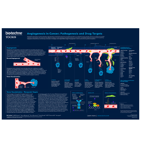 Angiogenesis Poster FrontImg