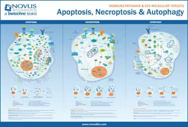 Apoptosis poster