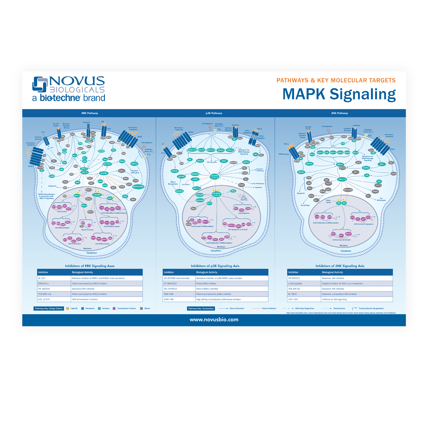 MAPK Signaling and Pathways Poster Thumbnail