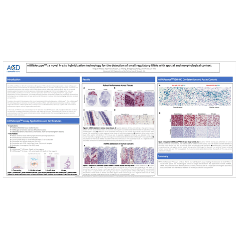 miRNAscope™ : a novel in situ hybridization technology for the detection of small regulatory RNAs with spatial and morphological context