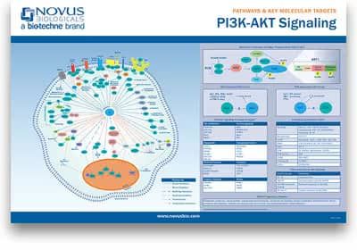 PI3K-AKT Signaling