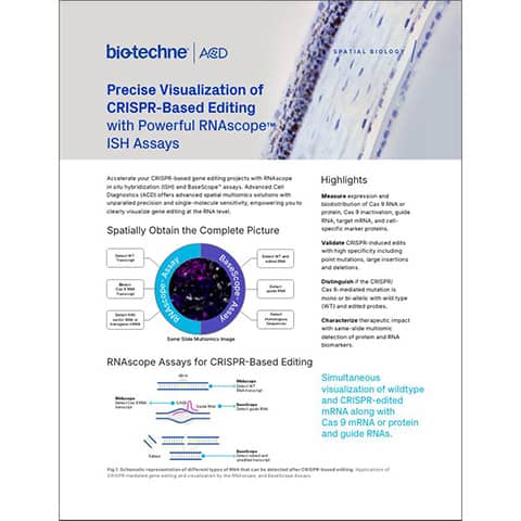 Image of Visualization of CRISPR-based gene editing with RNAscope flyer 