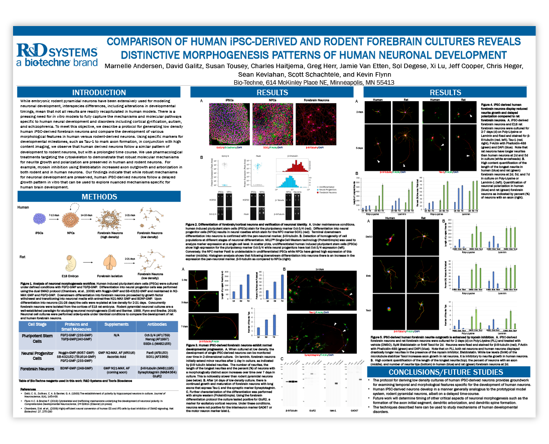 Morphogenesis patterns in neuronal development scientific poster