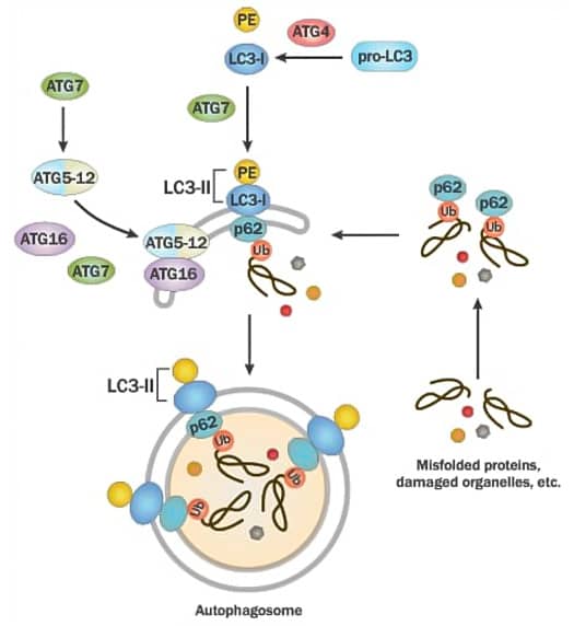 Autophagosome